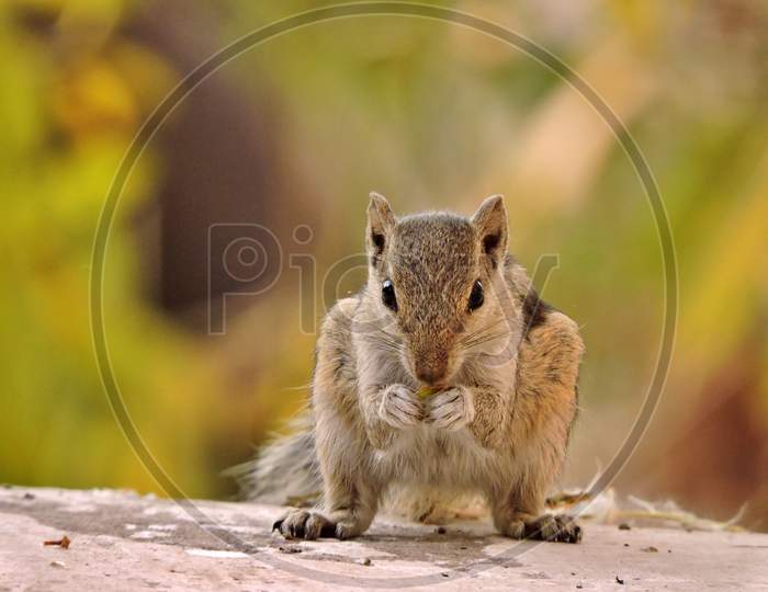 A squirrel in search of food