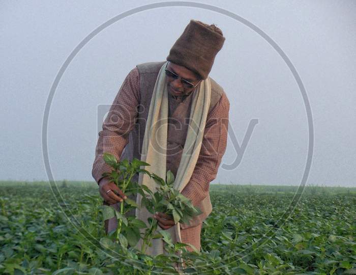 A farmer observing growth of potato plant