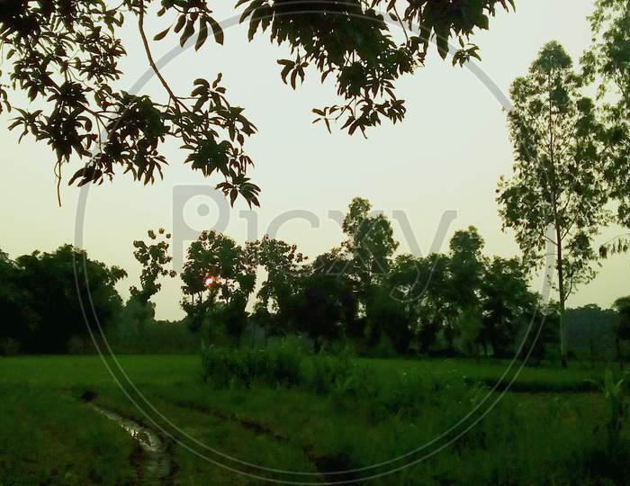 Natural Environment in Land Lot Grassland & Tree Picture From North India Uttar Pradesh