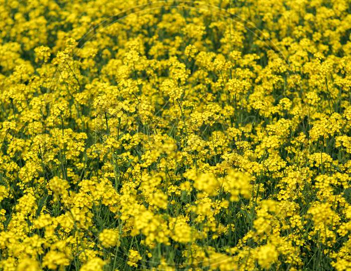 Yellow Mustard Flowers On Green Colored Mustard Plants In Mustard Field