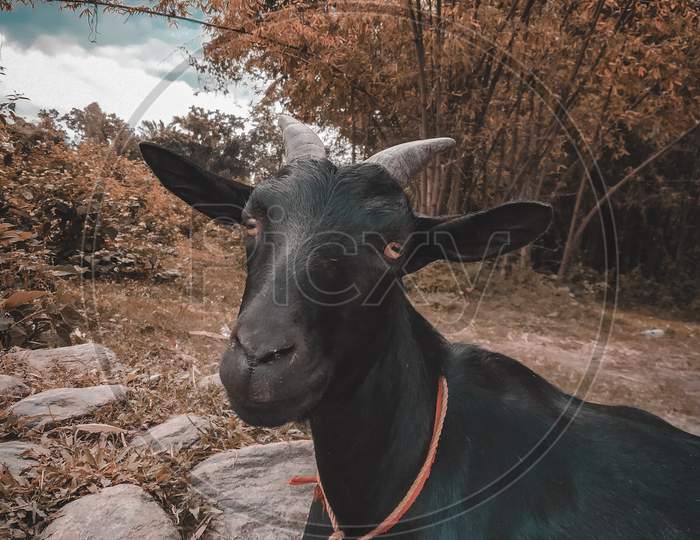 Innocent goat