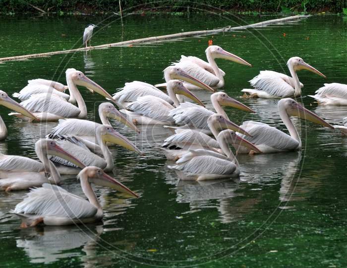 A squadron of rosy pelicans catching fish in an enclosure at Assam State Zoo properly known as Botanical Garden in Guwahati, Assam on July 04, 2020