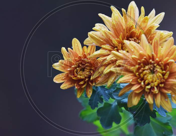 Yellow Orange Chrysanthemum Indicum Closeup Also Known As Mums Or Fall Mum Flowers