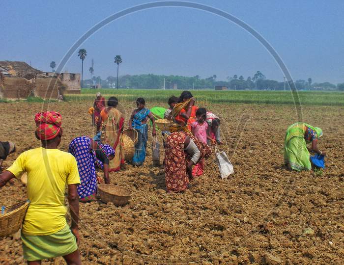 Laborers collecting left over Potato after Harvesting