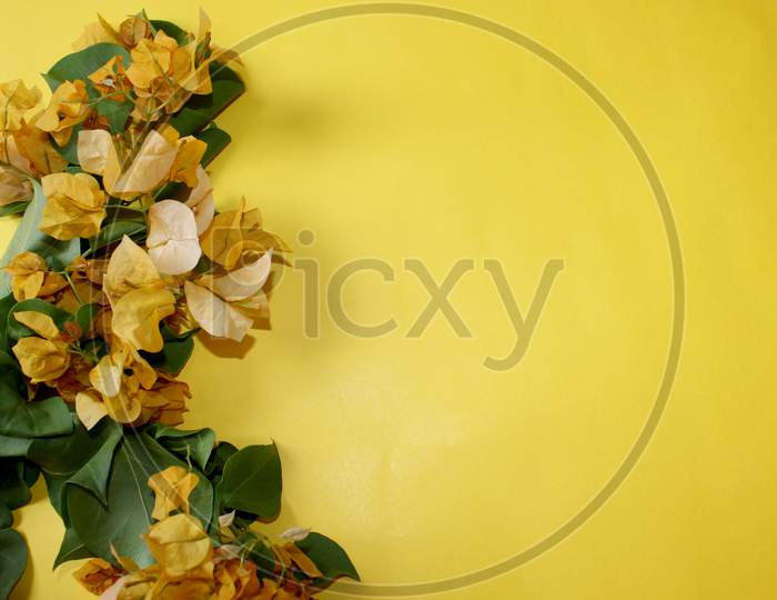 yellow bougainvillea flower greeting card background