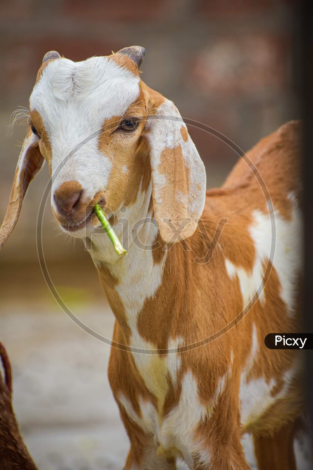 Goat with eating grass