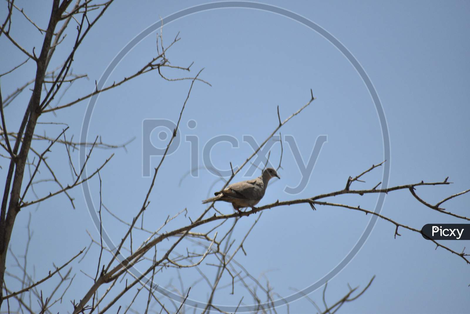 A Laughing Palm Dove Perched On A Branch