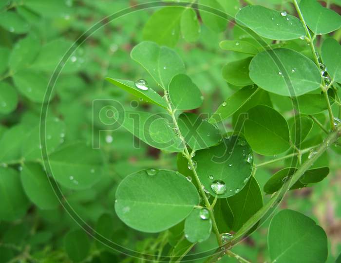 Raindrops on Moringa leaves