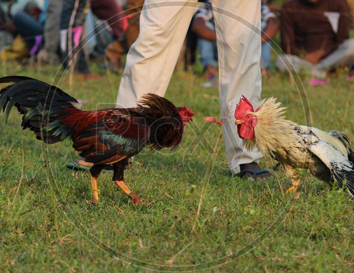 Cockfight During Sankranthi Festival In West Bengal Rural Areas