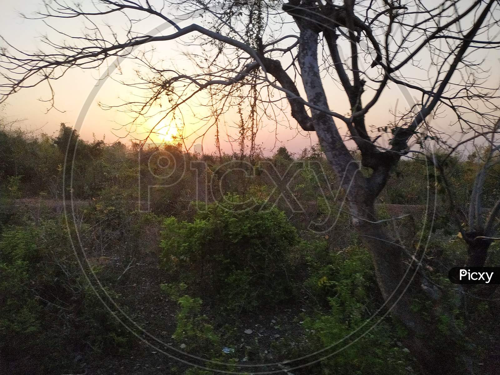 Sunset View From Countryside Area Through Trees In Summer