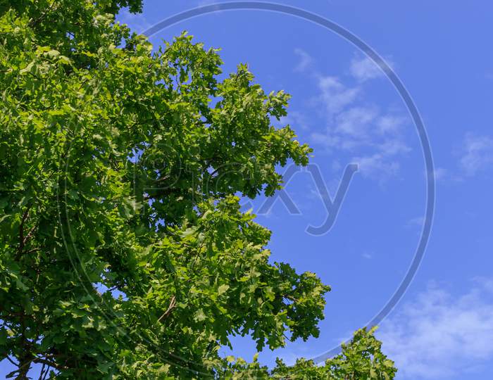 Green Tree And Blue Sky Simple Landsckape