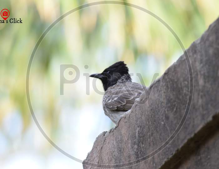 ed-vented bulbul is a member of the bulbul family of passerines