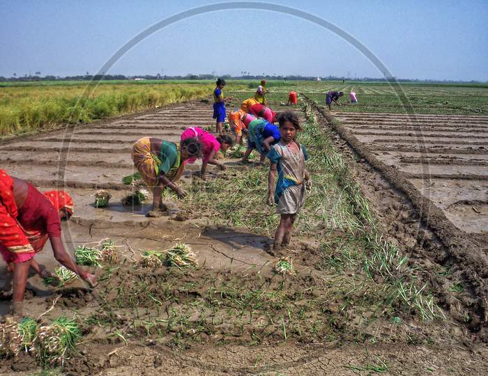 Onion Seedlings being sown by women farmworker