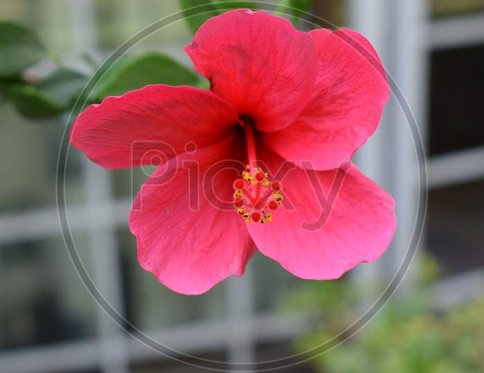 Red Hibiscus Rosa Sinensis, Indian Hibiscus Plant
