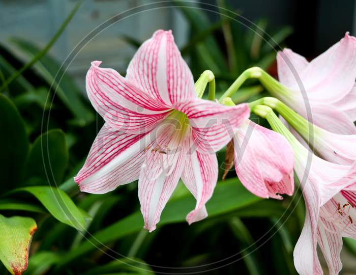 Close Up Shot Of Red And White Mixed Color Lily Flower.