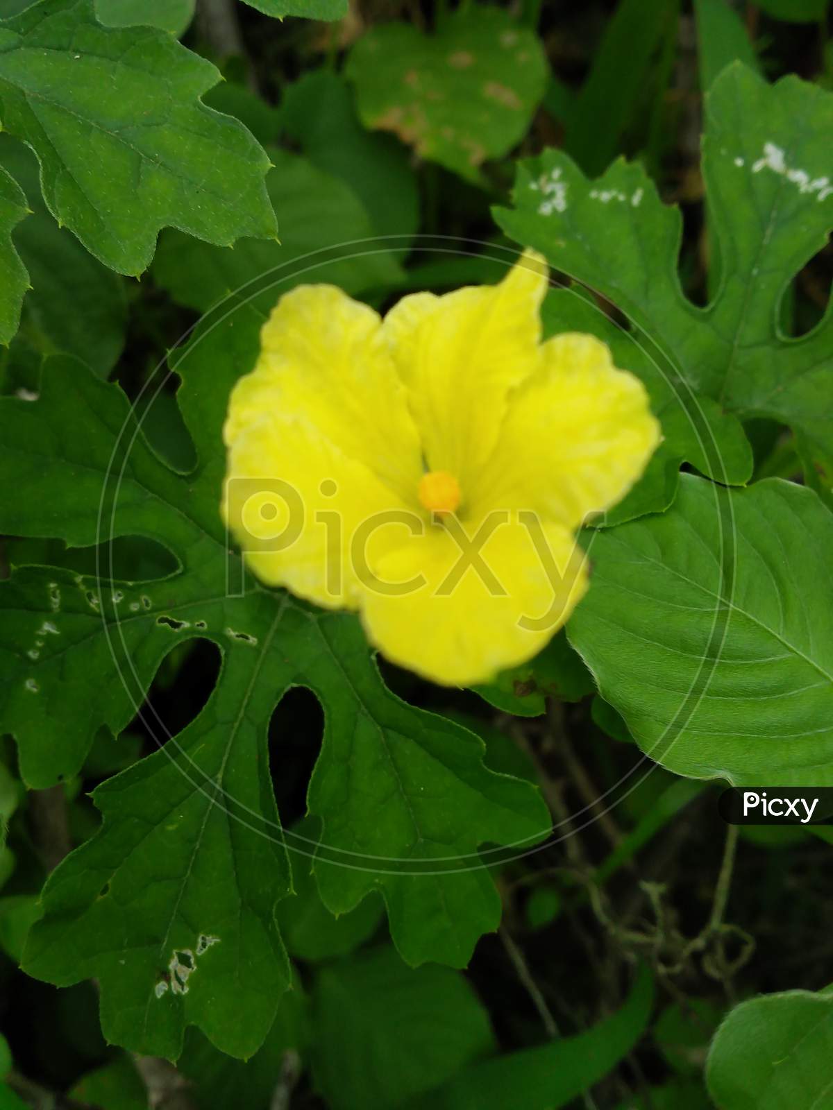 Yellow flowering plant