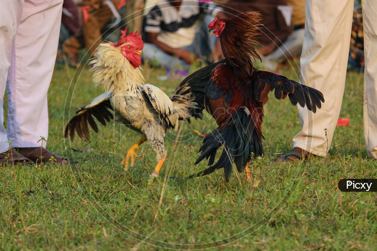Cockfight During Sankranthi Festival In West Bengal Rural Areas
