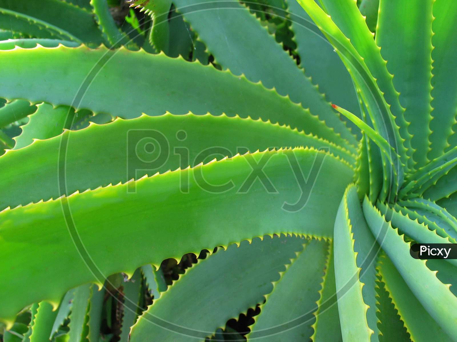 Aloe Vera leaves used for dandruff problem, home remedy for dandruff