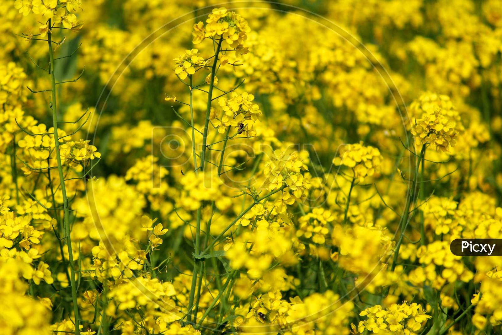 Yellow Mustard Flowers On Green Colored Mustard Plants In Mustard Field