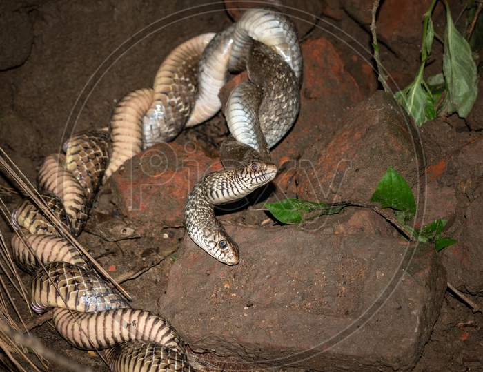 Two Indian snakes are mating in an abandoned place in the dark night