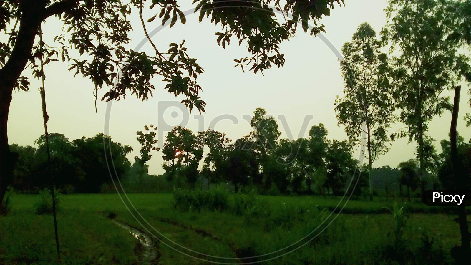 Natural Environment in Land Lot Grassland & Tree Picture From North India Uttar Pradesh