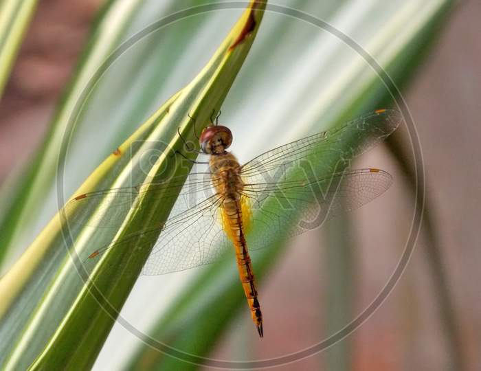 A dragonfly