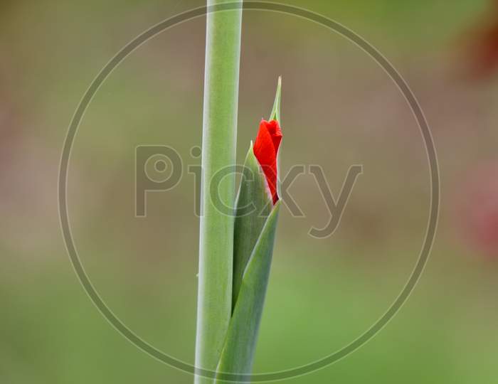 Close Up Shot Of Orange Gladiola Flower  Bud
