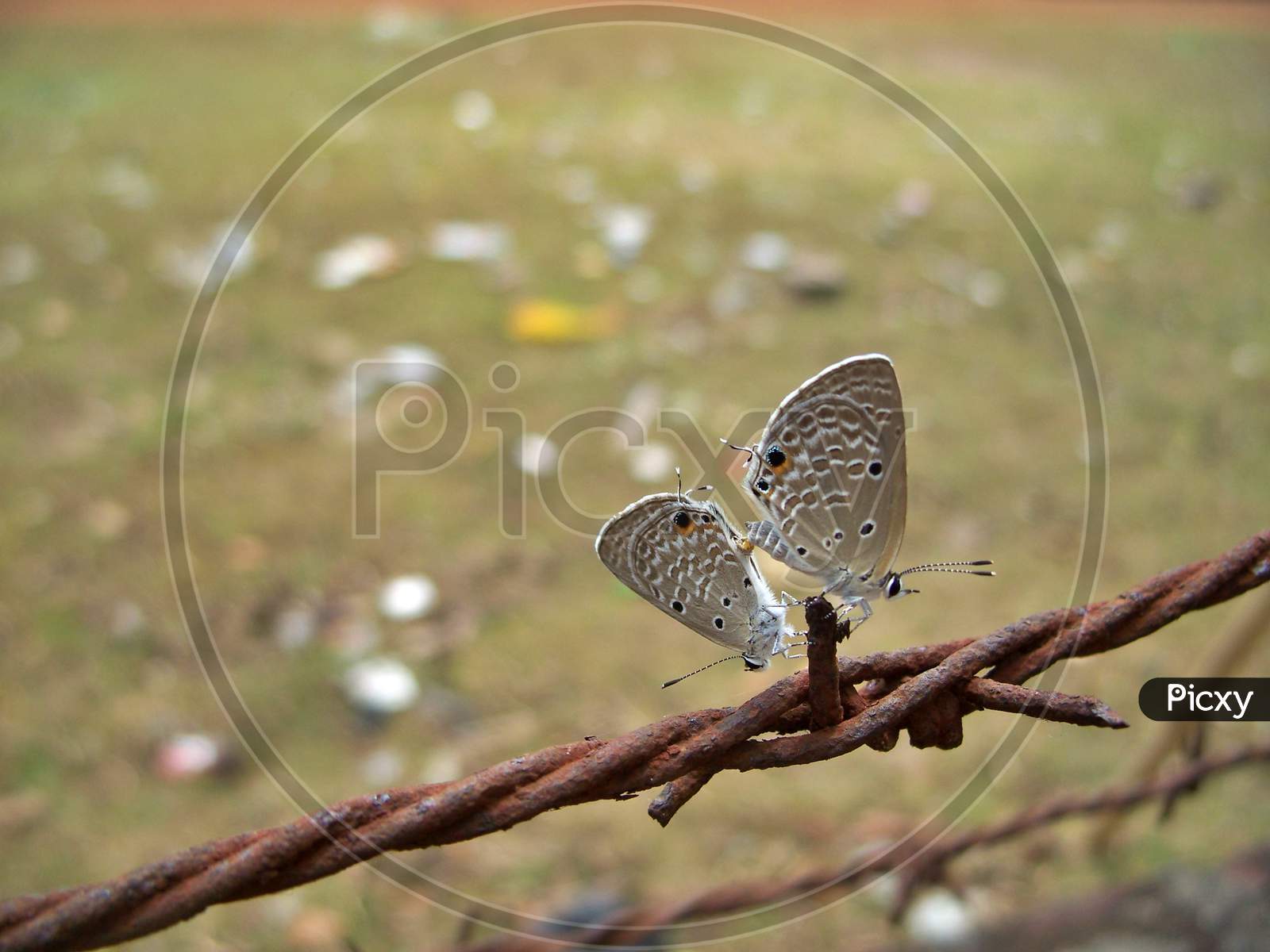 Butterflies on a barbed wire