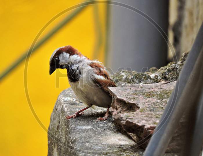 A house sparrow