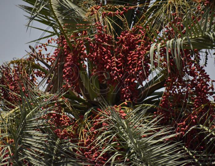 Ripe Dates Palm Fruit With Branches On Dates Palm Tree In Abu Dhabi.