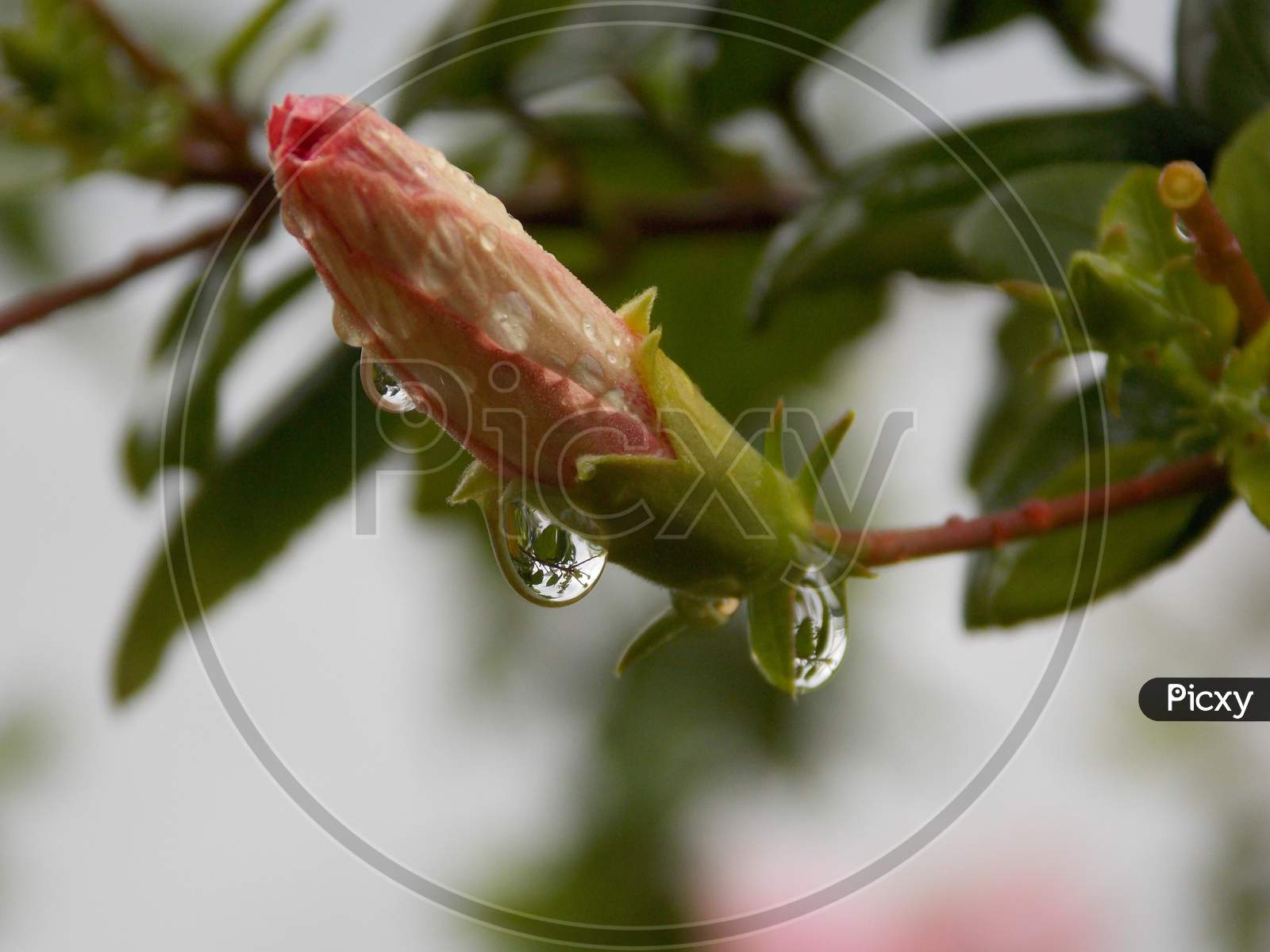 Water droplets on a hibiscus bud