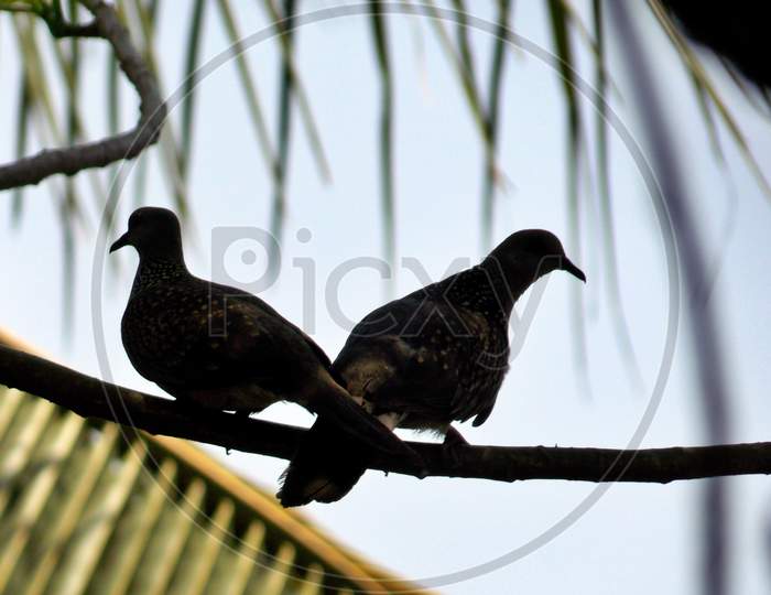 A pair of spotted doves