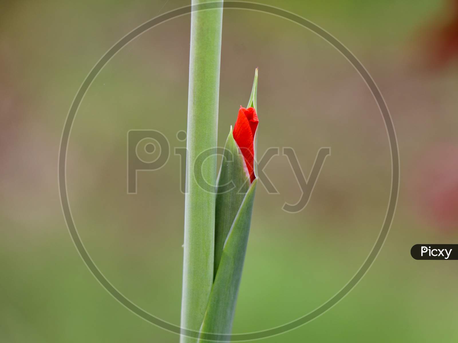 Close Up Shot Of Orange Gladiola Flower  Bud
