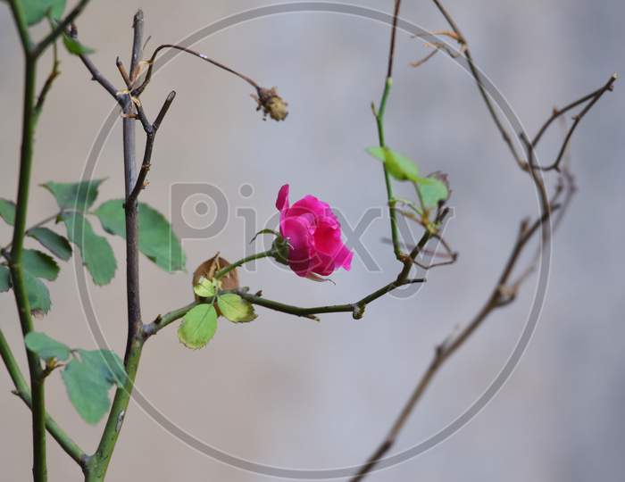 Blooming Indian Pink Rose Bud.