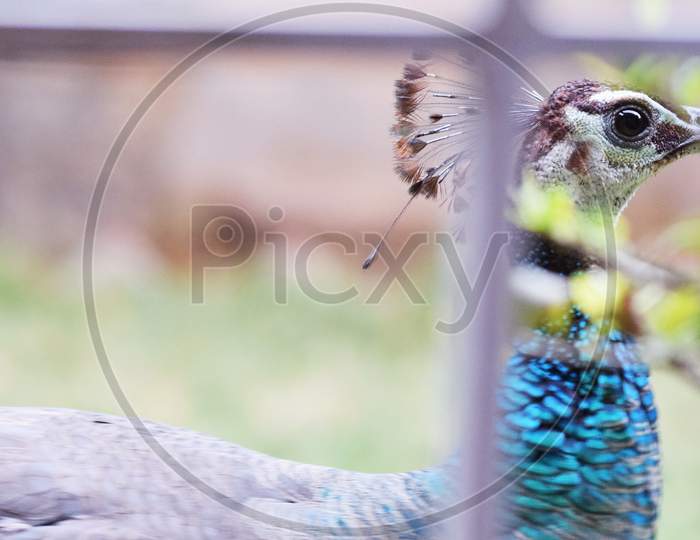 Close Up Eye Of A Peahen Pheasant While Feather From Crest Falling Off