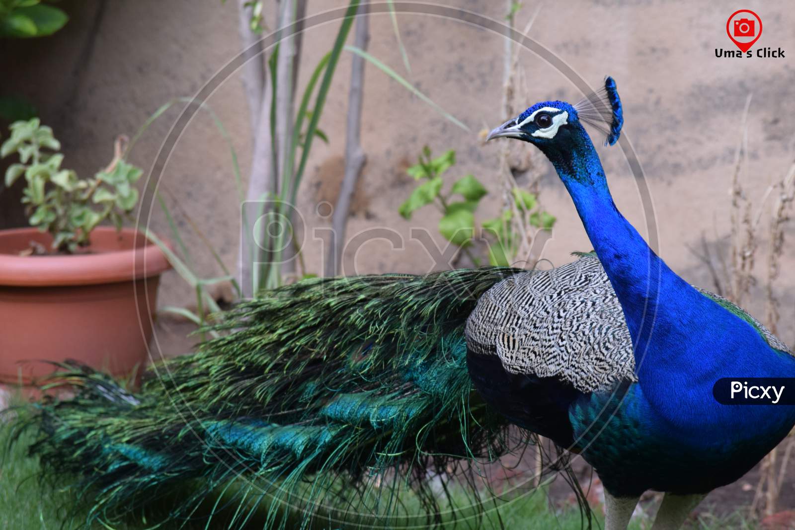 Peacock, also called peafowl, any of three species of resplendent birds of the pheasant family, Phasianidae (order Galliformes)