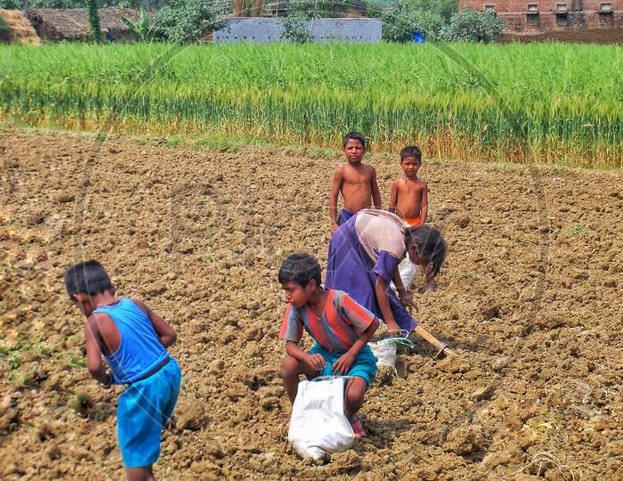 Children of laborers collecting left over Potato after Harvesting