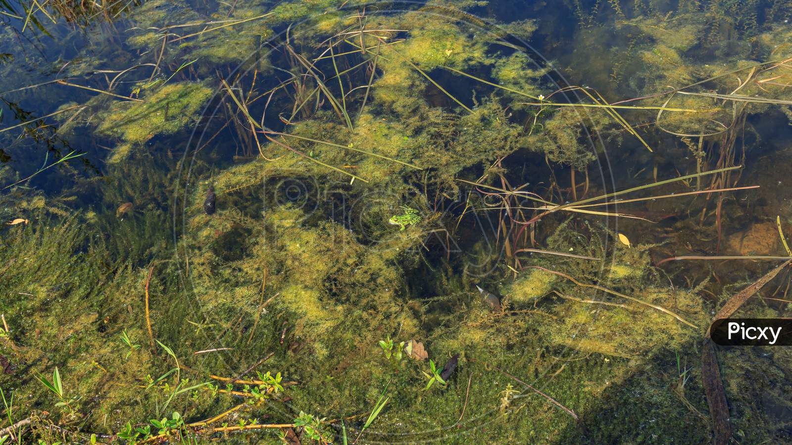 Green River Underwater Plants, Frog And Snails