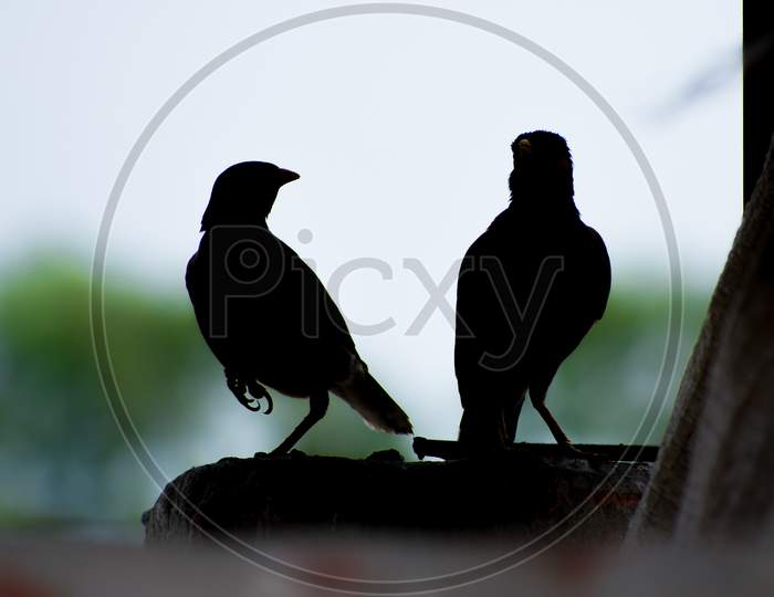 Two Birds who looking each other