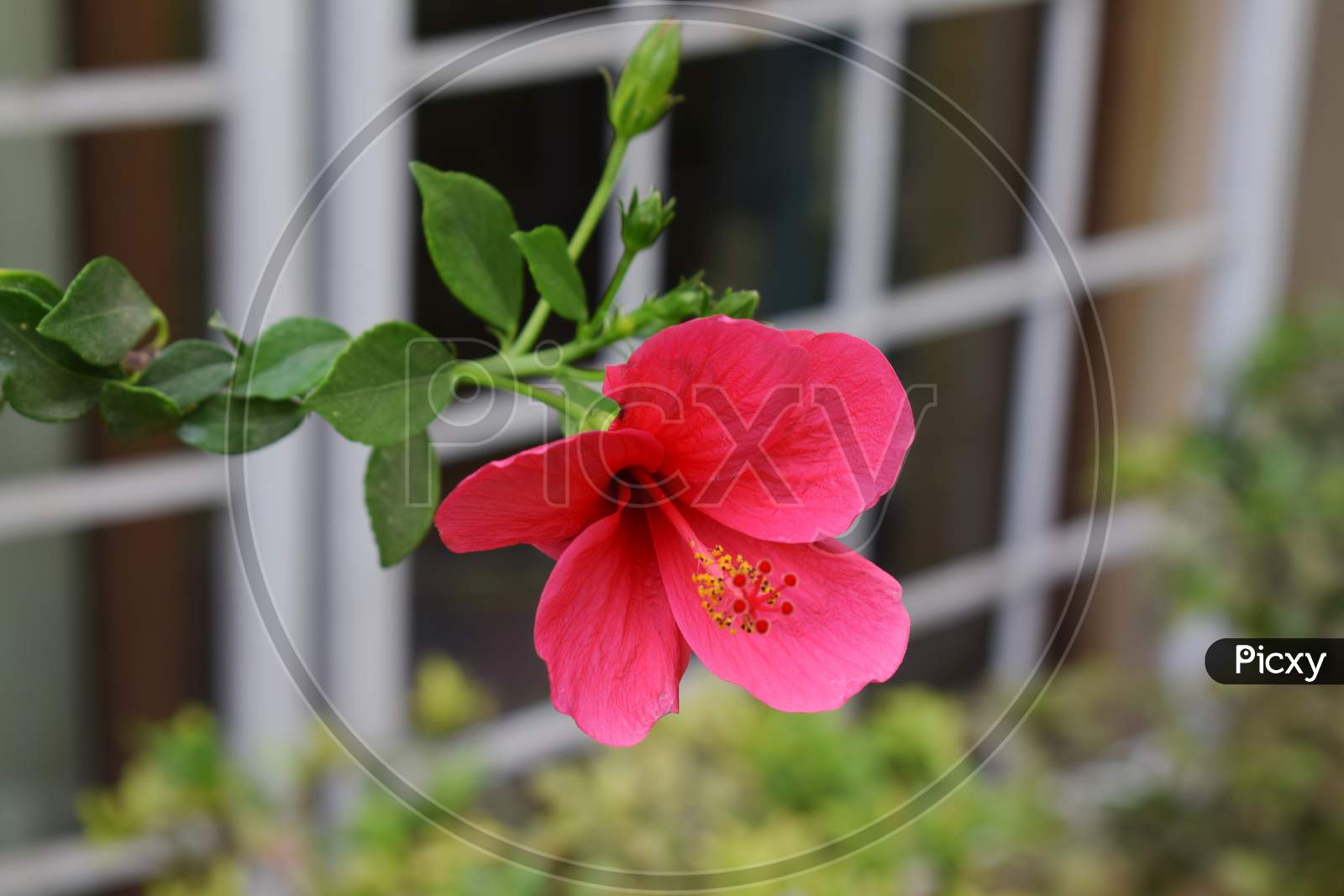 Red Hibiscus Rosa Sinensis, Indian Hibiscus Plant