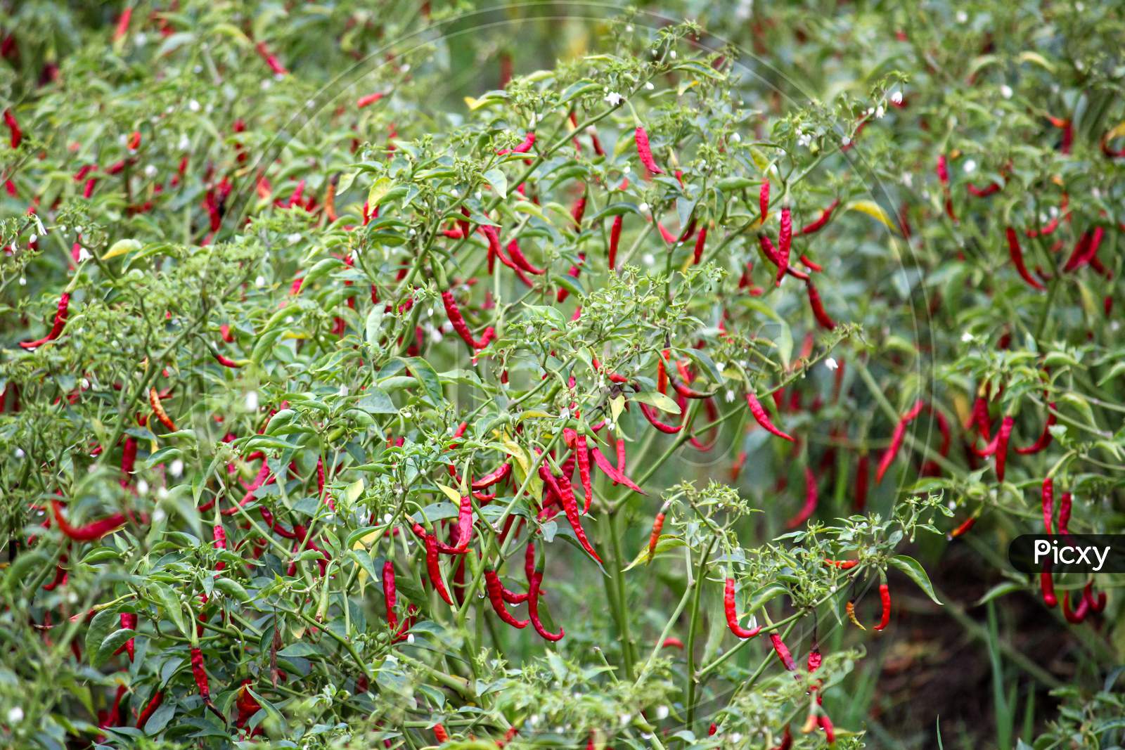 Red Chilli Fields With Red Chilli Hanging From Chilli Plants