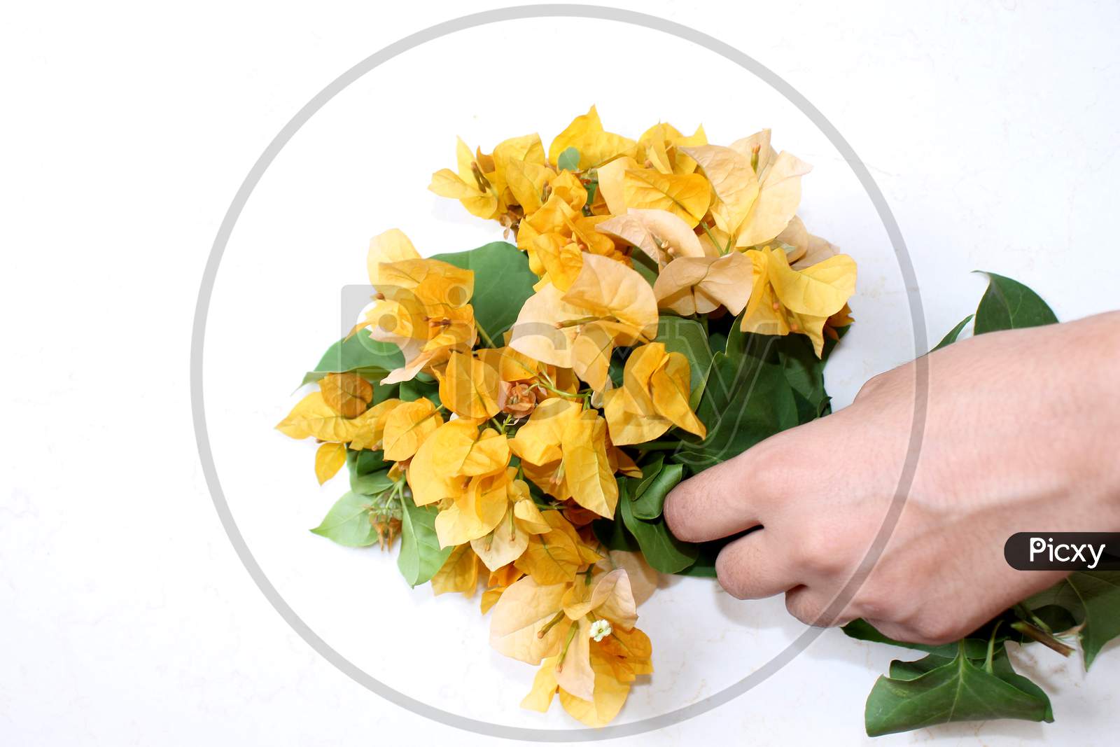 yellow bougainvillea flower hand holding