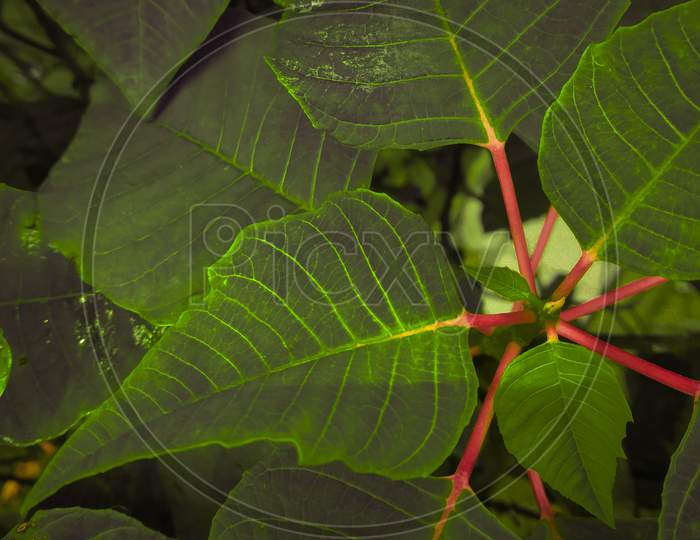 Green leaf for life