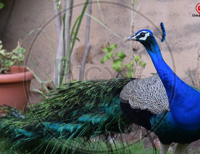 Peacock, also called peafowl, any of three species of resplendent birds of the pheasant family, Phasianidae (order Galliformes)
