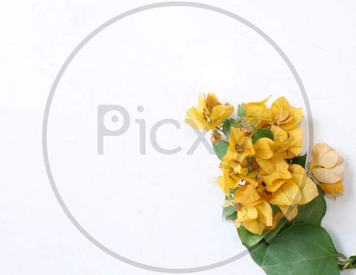 yellow bougainvillea flower background