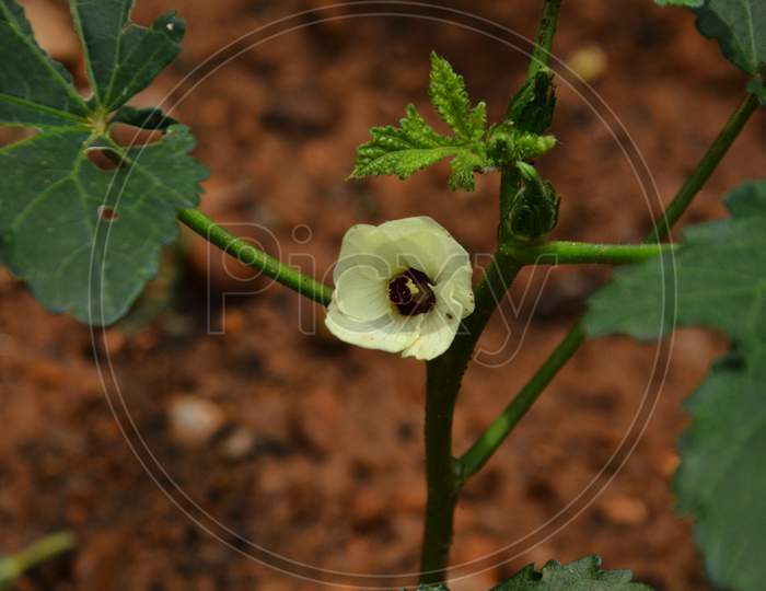 Ladyfinger Plant's Flower with Background View India