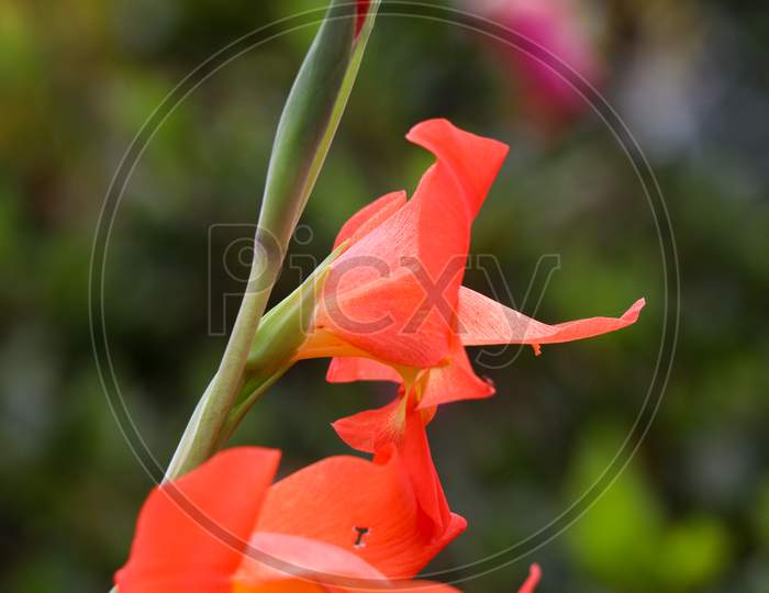 Close Up Shot Of Orange Gladiola Flower.