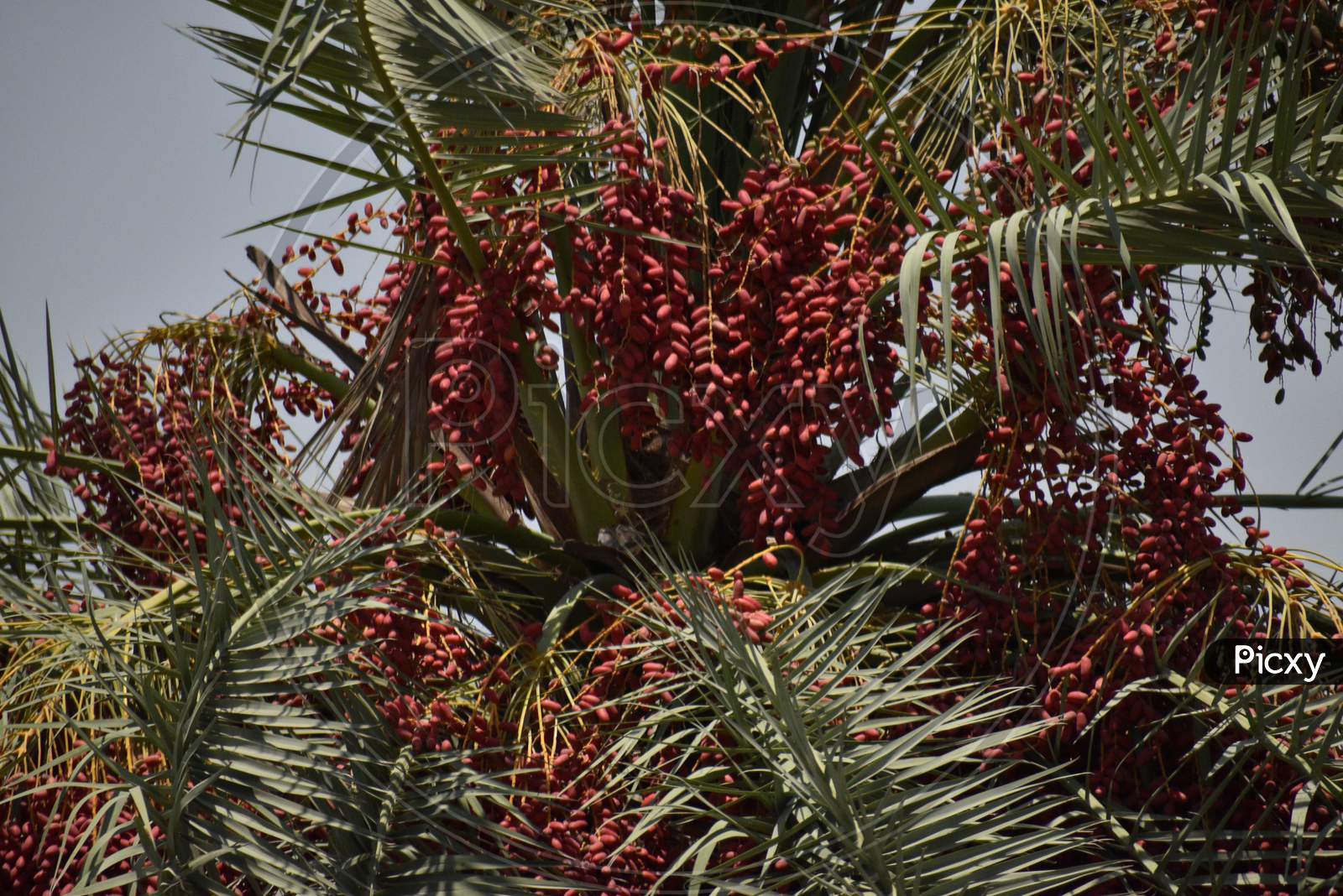 Ripe Dates Palm Fruit With Branches On Dates Palm Tree In Abu Dhabi.