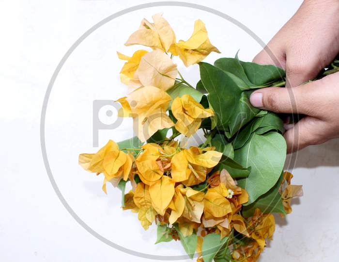 yellow bougainvillea flower hand holding
