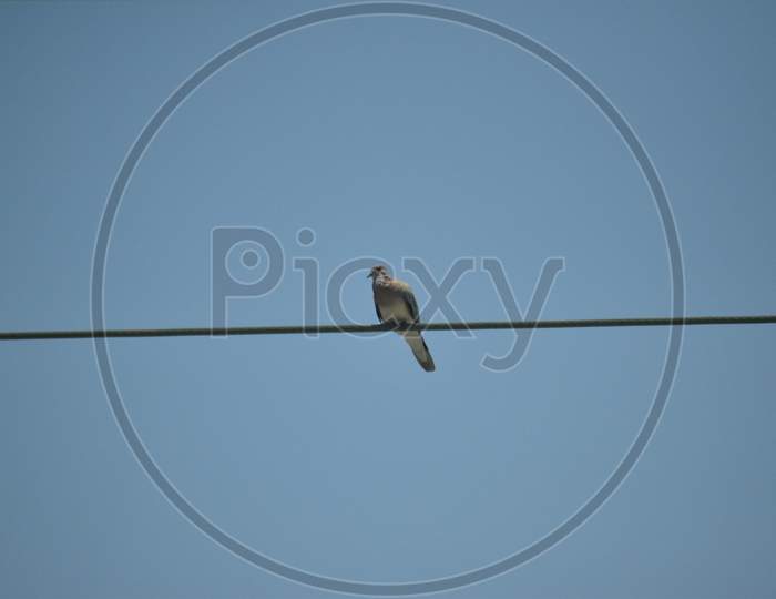 Laughing Dove Sitting In The Electric Wire.